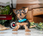 Puppy Jade Yorkshire Terrier