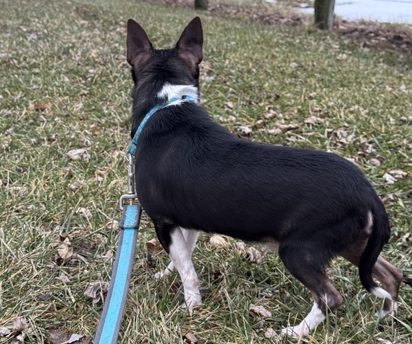 Medium Photo #4 Chihuahua Puppy For Sale in CANOGA, NY, USA