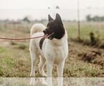 Small #2 Akita