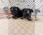 Small #6 Morkie