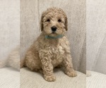 Puppy Puppy 5 Goldendoodle