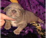 Small Photo #7 American Bully Puppy For Sale in CONCORD, CA, USA