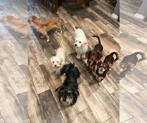 Medium Photo #4 Chihuahua-Unknown Mix Puppy For Sale in Grafton, WI, USA