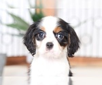 Small Photo #2 Cavalier King Charles Spaniel Puppy For Sale in NAPLES, FL, USA