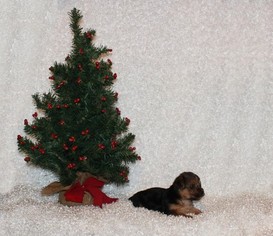 Morkie Puppy for sale in BONHAM, TX, USA