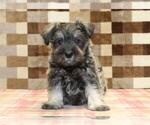 Small #2 Schnauzer (Miniature)
