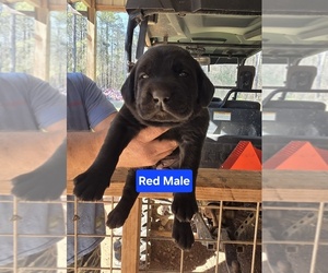 Medium Labrador Retriever