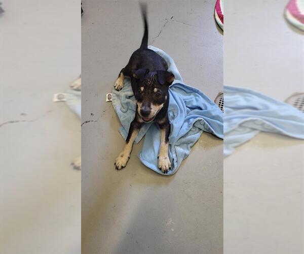 Medium Photo #1 Rottweiler-Unknown Mix Puppy For Sale in Corpus Christi, TX, USA
