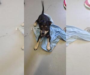 Rottweiler-Unknown Mix Dogs for adoption in Corpus Christi, TX, USA