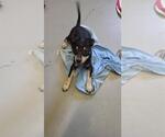 Small Rottweiler Mix