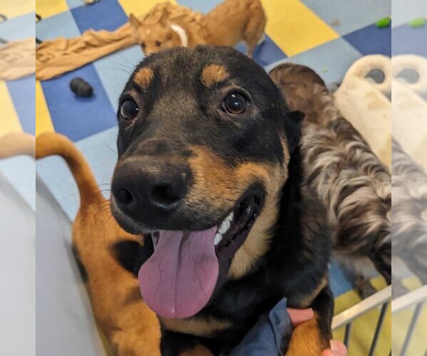 Medium Photo #1 Rottweiler-Unknown Mix Puppy For Sale in Greenbelt, MD, USA