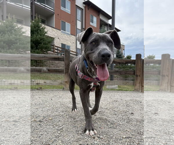 Medium Photo #8 Blue Lacy-Unknown Mix Puppy For Sale in Aurora, CO, USA