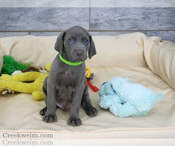 Medium Photo #2 Weimaraner Puppy For Sale in OGDEN, UT, USA