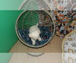 Small Photo #16 Maltese Puppy For Sale in PATERSON, NJ, USA