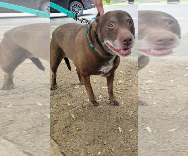 Medium Photo #9 American Pit Bull Terrier-Labrador Retriever Mix Puppy For Sale in Oakhurst, NJ, USA