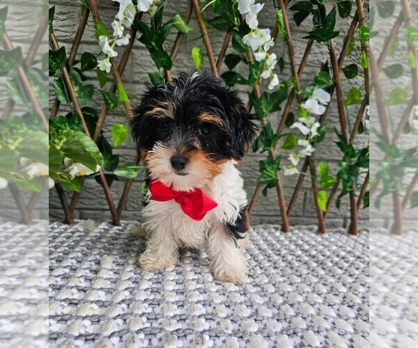 Medium Photo #2 Yorkshire Terrier Puppy For Sale in INDIANAPOLIS, IN, USA