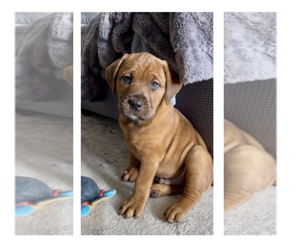 Medium Photo #2 Mutt Puppy For Sale in Mooresville, NC, USA