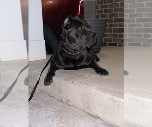 Cane Corso Puppy for sale in JEFFERSONTOWN, KY, USA