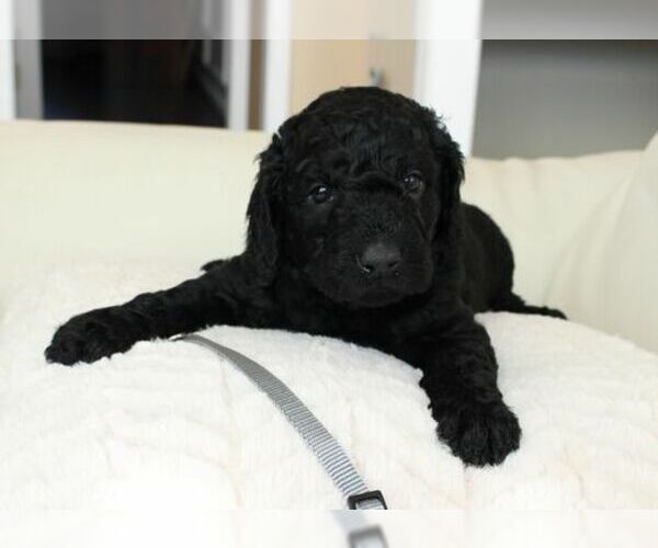 Medium Photo #1 Australian Labradoodle Puppy For Sale in CUMMING, GA, USA