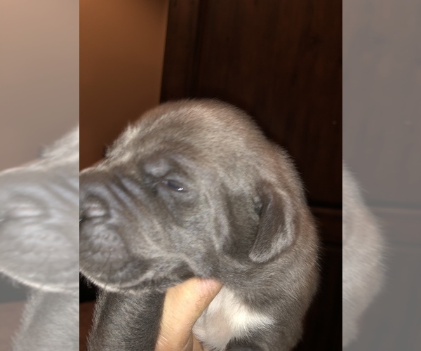 Medium Photo #5 Cane Corso-Daniff Mix Puppy For Sale in MESA, AZ, USA