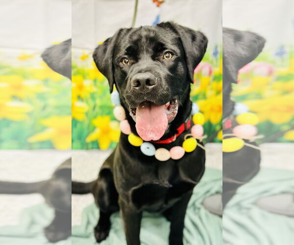 Medium Photo #2 Mutt Puppy For Sale in Manahawkin, NJ, USA