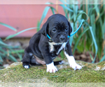 Small #3 Jug-Treeing Walker Coonhound Mix