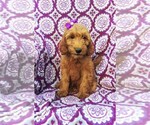 Small Photo #3 Irish Doodle Puppy For Sale in LANCASTER, PA, USA