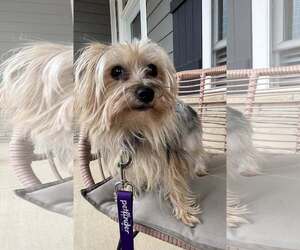 Mutt Dogs for adoption in Greenville, SC, USA