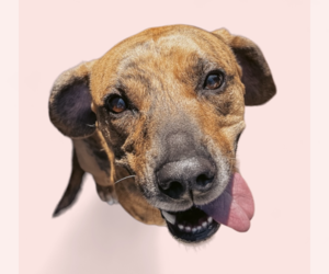 Labrador Retriever-Plott Hound Mix Dogs for adoption in Rockville, MD, USA