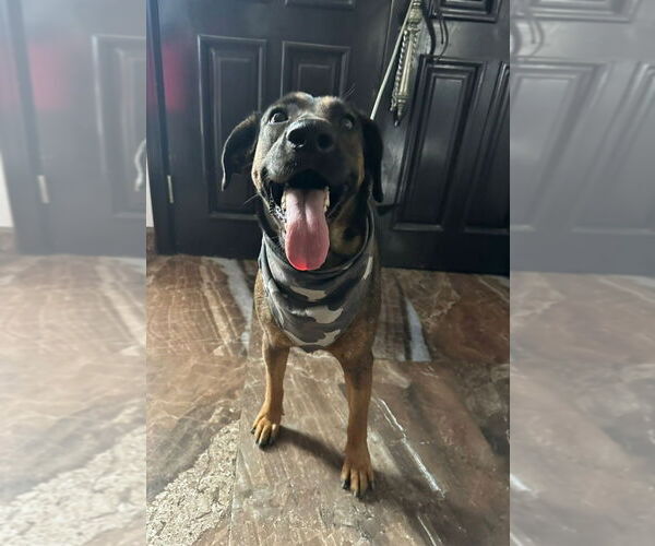 Medium Photo #4 Mutt Puppy For Sale in Lake Forest, CA, USA