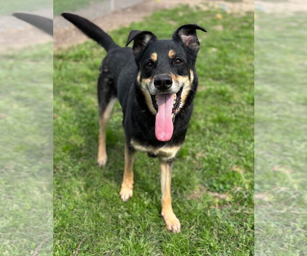 Medium Photo #2 German Shepherd Dog-Unknown Mix Puppy For Sale in Conroe, TX, USA