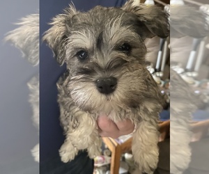 Schnauzer (Miniature) Puppy for sale in GRAY, TN, USA