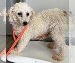 Small #2 Poodle (Miniature)