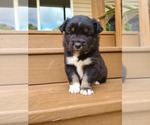 Small Photo #2 Miniature Australian Shepherd Puppy For Sale in DAWSON, GA, USA