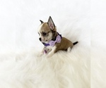 Small #6 Chihuahua