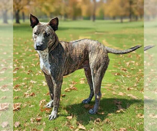 Medium Photo #2 Mutt Puppy For Sale in Talladega, AL, USA