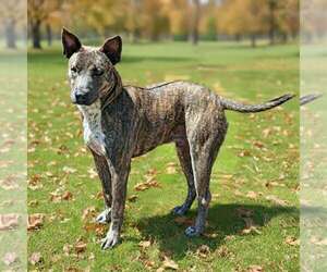 Renji 26/674 - Male Mutt Dog for Adoption - Photo #2