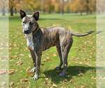 Small Photo #2 Mutt Puppy For Sale in Talladega, AL, USA