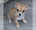 Small #3 Chihuahua Mix