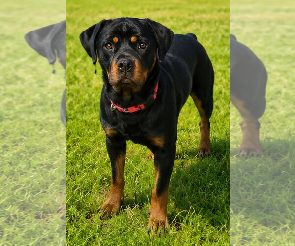 Medium Photo #2 Rottweiler Puppy For Sale in Hillsboro, NH, USA