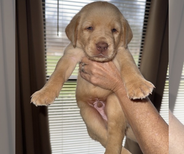 Medium Photo #4 Labrador Retriever Puppy For Sale in ELIZABETH, WV, USA