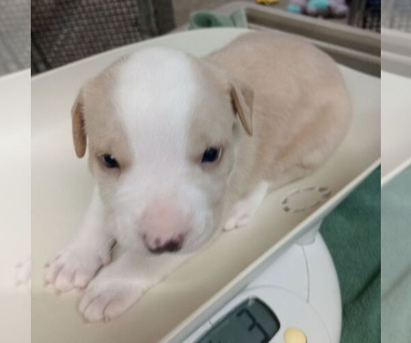 Medium Photo #3 American Pit Bull Terrier-Unknown Mix Puppy For Sale in Great Bend, KS, USA