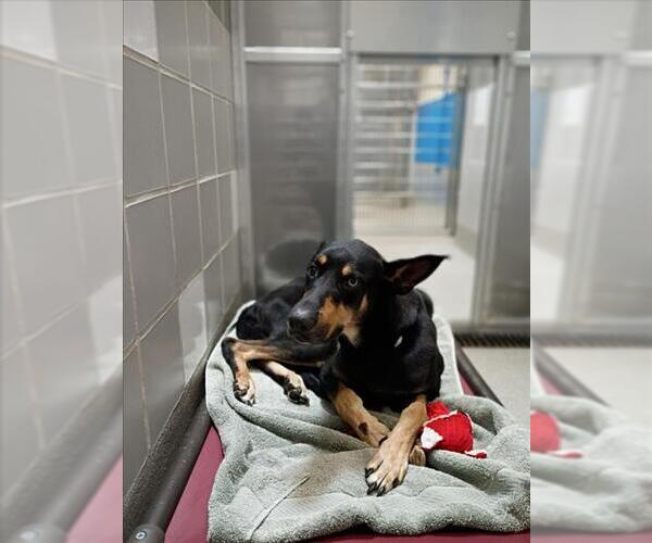 Medium Photo #1 Doberman Pinscher-Unknown Mix Puppy For Sale in Las Vegas, NV, USA