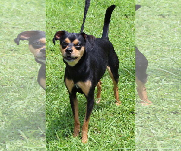 Medium Photo #4 Chipin Puppy For Sale in Prattville, AL, USA