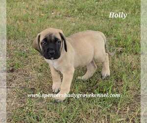 Mastiff Puppy for Sale in CABOOL, Missouri USA