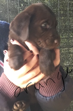 Medium Photo #1 Labrador Retriever Puppy For Sale in BOW, WA, USA