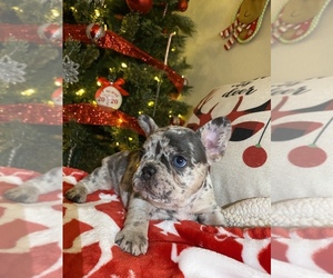 French Bulldog Puppy for sale in ROSEVILLE, CA, USA