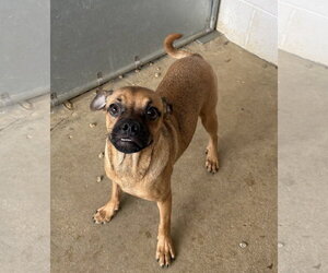 Chug Dogs for adoption in Sterling, MA, USA