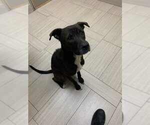 American Pit Bull Terrier-Unknown Mix Dogs for adoption in Corpus Christi, TX, USA