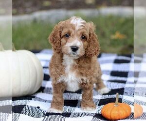 Cockapoo Puppy for sale in RONKS, PA, USA